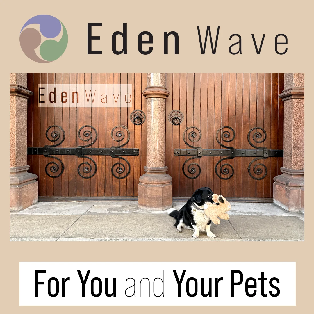 Black and white dog sitting with a plush toy in front of ornate wooden doors with iron scrollwork. EdenWave, For You and Your Pets.