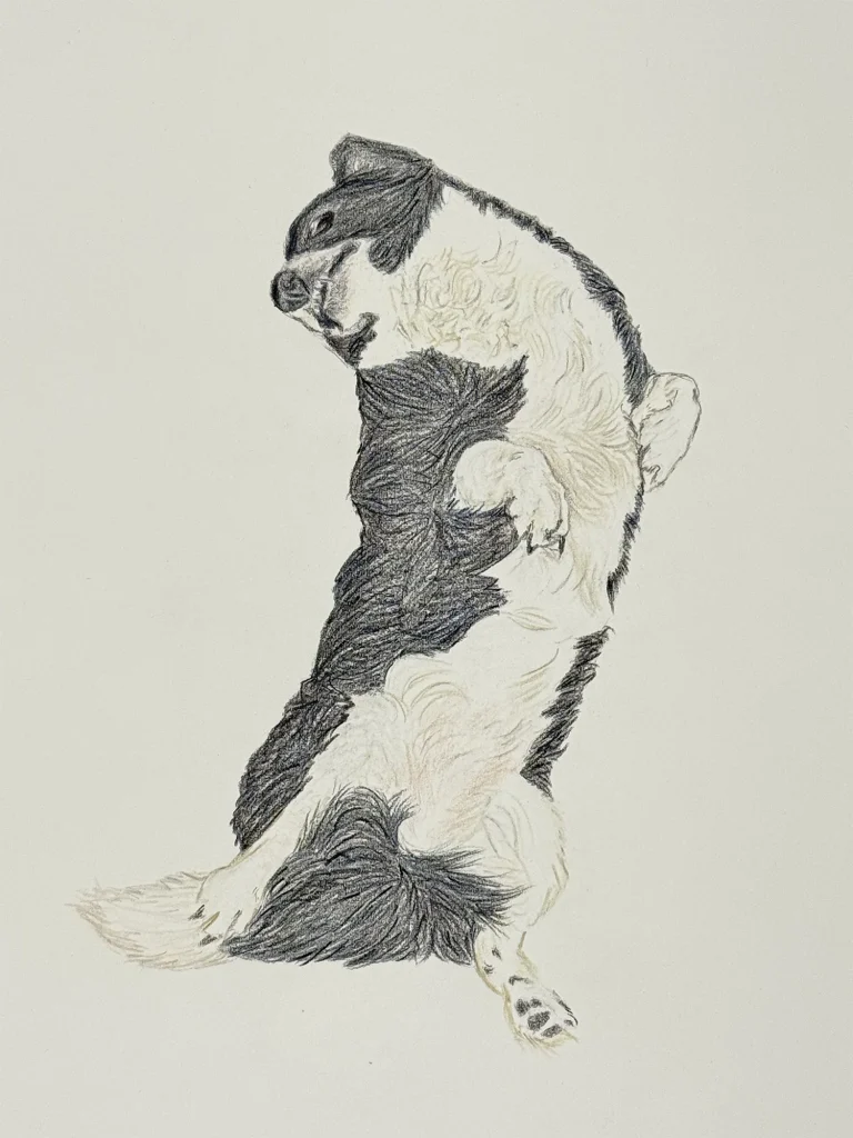 Coloured pencil drawing on drawing paper of Haru, a black and white Border Collie and Corgi mix, lying on her back with her paws in the air and eyes closed. Original artwork by M.K. Flint.