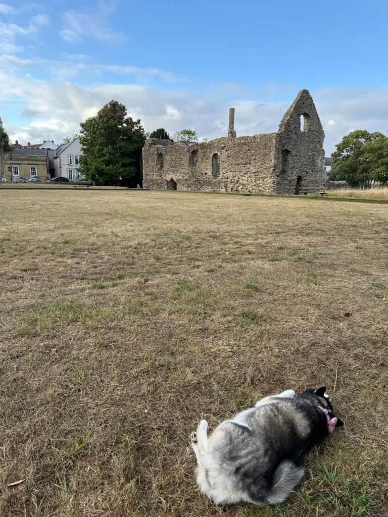 Momo the Pomsky lying on dry grass in front of the ruins of Constable's House, a Norman stone building in Christchurch, Dorset, under a blue sky with clouds.